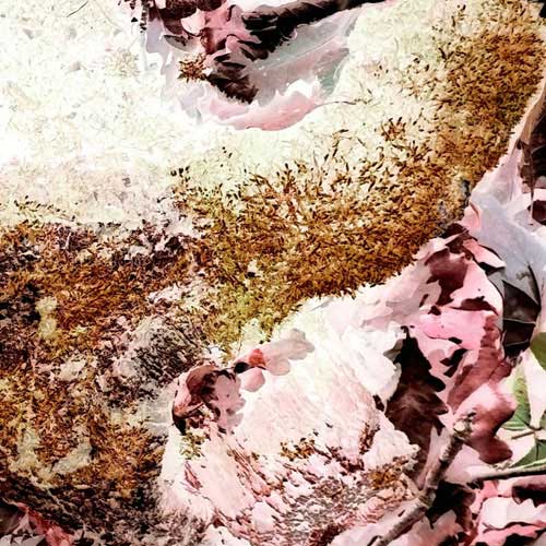 Elmar Diks-Contemporary-Digital-Photo-Art-Exp_1-Palm-Rose-c